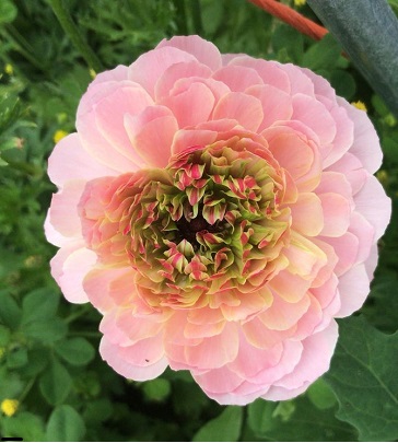 RANUNCULUS Super Green Salmon